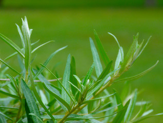 Soft green nature scene with fresh spring willow tree leaves in selective focus and blurred blended...