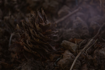top sawed off tree trunk with signs at the wayside