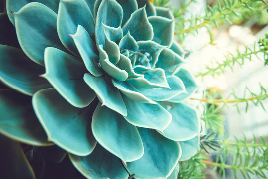 home decor big leaf cactus succulent plant