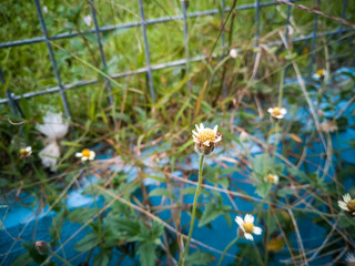 Detailed view at white and yellow blooming flower in their natural habitat.
