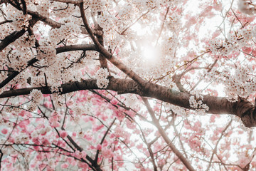 Roosevelt Island Cherry Blossom 