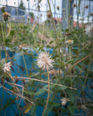 Obraz premium dandelion seeds close up blowing in the natural habitat.