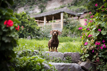 Pequeño perro curioso mirando a la cámara en un jardín