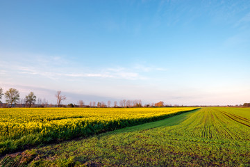 Blooming rape field in April sunset