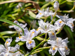 Iris japonica, which grows naturally in the fields and mountains of Japan