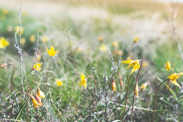 spring wildflowers