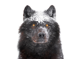 winter portrait canadian black wolf isolated on white background.