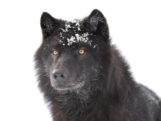 portrait canadian black wolf isolated on white background.