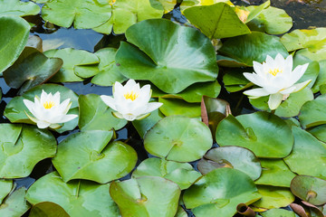 White Waterlilies in Pond 