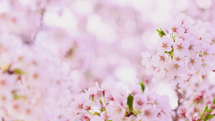 Fototapeta premium 桜の花 