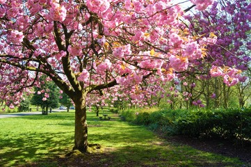 Blooming cherry tree in spring.