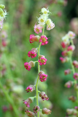 
Flowers in the spring garden