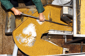 Mustard Powder Factory Making mustard mass from mustard seeds. Innovative equipment for the...