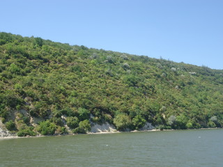 Obraz premium forest on the slopes. river side view