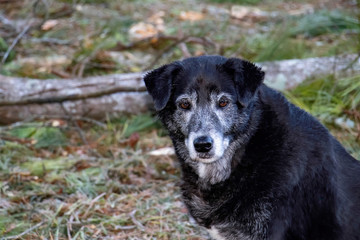 Senior black labrador retriever dog sitting in the woods, wet from the rain, facing camera.