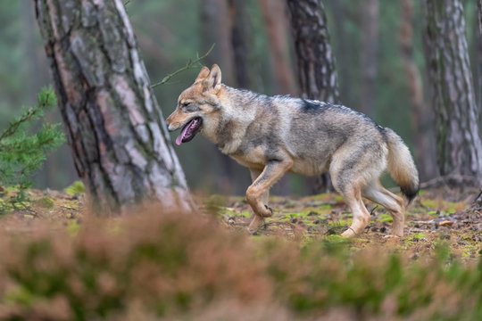 Lone wolf running in autumn forest Czech Republic