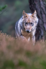 Naklejka na ściany i meble Lone wolf running in autumn forest Czech Republic