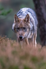 Lone wolf running in autumn forest Czech Republic