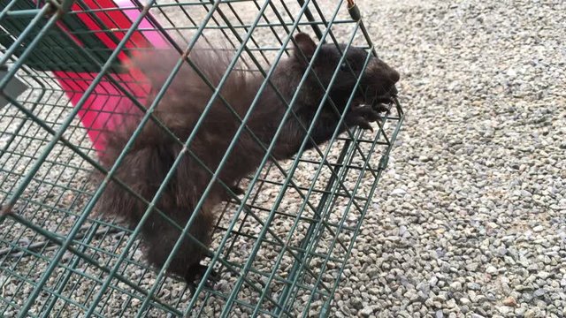 &eacute;cureuil dans un cage