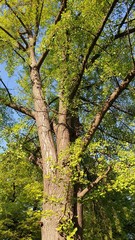 Ginkgo biloba tree top at spring time. Kalemegdan Fortress Park in Belgrade, Serbia.