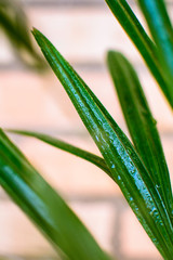 Obraz premium green grass with dew drops