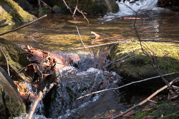 Fototapeta na wymiar Lake created by small spring. 