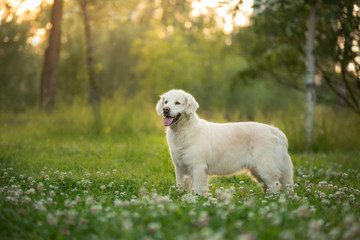 dog on the grass in the park. Golden retriever in nature. Pet for a walk