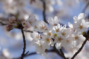 桜