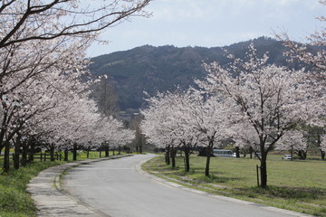 Obraz premium 桜