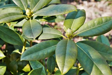 Pflanzen, Bäume, Knospen, Blüten, Blumen und Wollschweber. Frühlingstag im April. Postkartenmotiv, Wallpaper und free space für Texte 