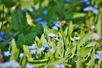 Pflanzen, Bäume, Knospen, Blüten, Blumen und Wollschweber. Frühlingstag im April. Postkartenmotiv, Wallpaper und free space für Texte 