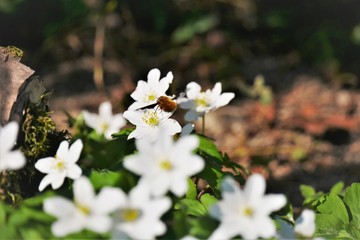 Pflanzen, Bäume, Knospen, Blüten, Blumen und Wollschweber. Frühlingstag im April. Postkartenmotiv, Wallpaper und free space für Texte 