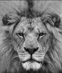 Black and white portrait of a beautiful African lion at close range