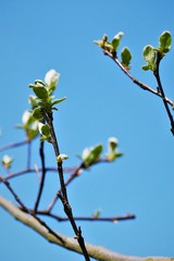 Pflanzen, Bäume, Knospen, Blüten, Blumen und Wollschweber. Frühlingstag im April. Postkartenmotiv, Wallpaper und free space für Texte 