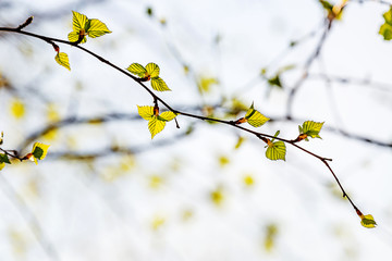 On a white birch tree appeared catkins and the first spring leaves,