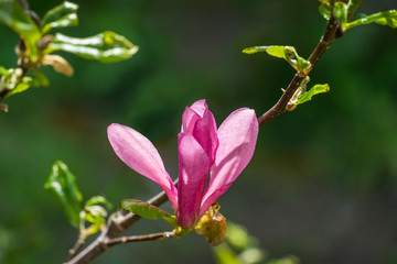 Large pink flower bud Magnolia Susan (Magnolia liliiflora x Magnolia stellata). Beautiful blooming in spring garden. Selective focus. Nature concept for design. Place for your text.