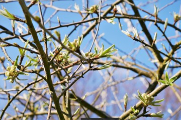 Pflanzen, Bäume, Knospen, Blüten, Blumen und Wollschweber. Frühlingstag im April. Postkartenmotiv, Wallpaper und free space für Texte 