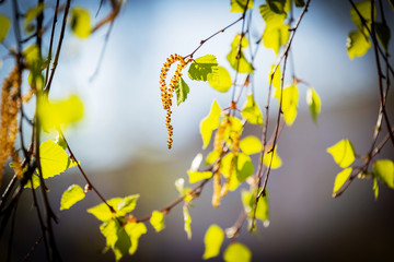 On a white birch tree appeared catkins and the first spring leaves,