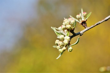 frühling blühende blumen