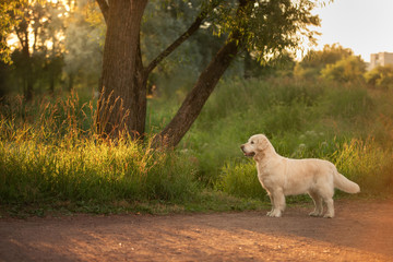 dog on the grass in the park. Golden retriever in nature. Pet for a walk