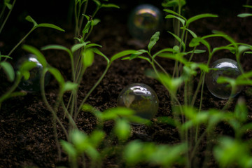 Growing plants, vegetables, spices or flowers at home garden with marbles