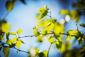 On a white birch tree appeared catkins and the first spring leaves,