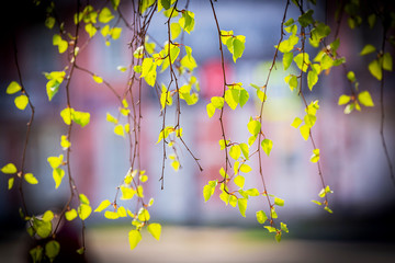 On a white birch tree appeared catkins and the first spring leaves,