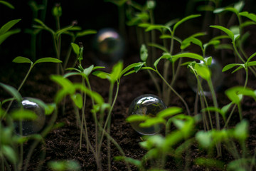 Growing plants, vegetables, spices or flowers at home garden with marbles