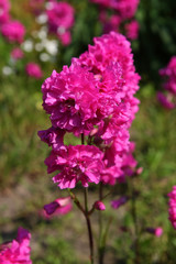 Fototapeta premium Flowers in the spring garden