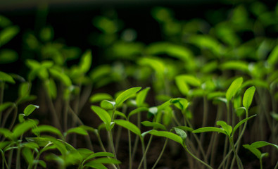 Growing plants, vegetables, spices or flowers at home