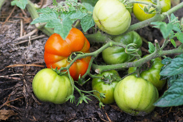 Hanging on the branches of the large red and yellow unripe tomatoes.