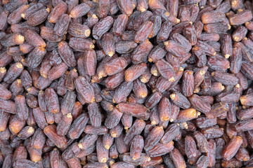 Drieddatepalm ,date