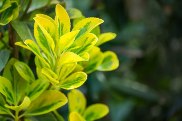 Obraz premium Euonymus japonicus Aureo-Marginata with variegated green-yellow leaves on blurred green background. Elegant background for natural design. Selective soft focus, place for text.