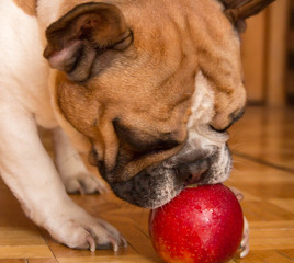 french bulldog plays on the floor with an apple